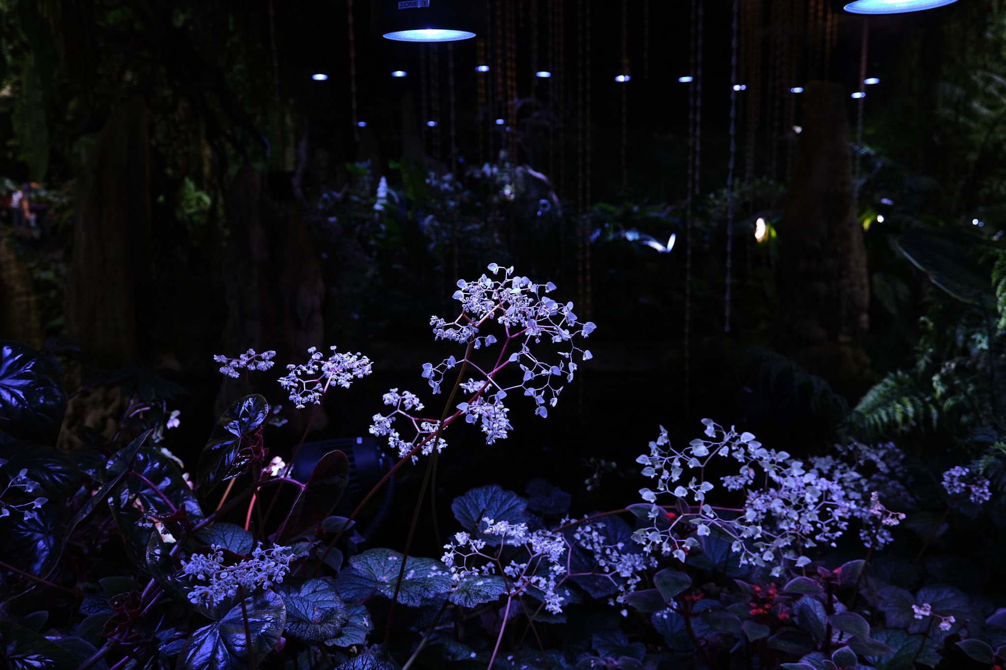 蘭の花