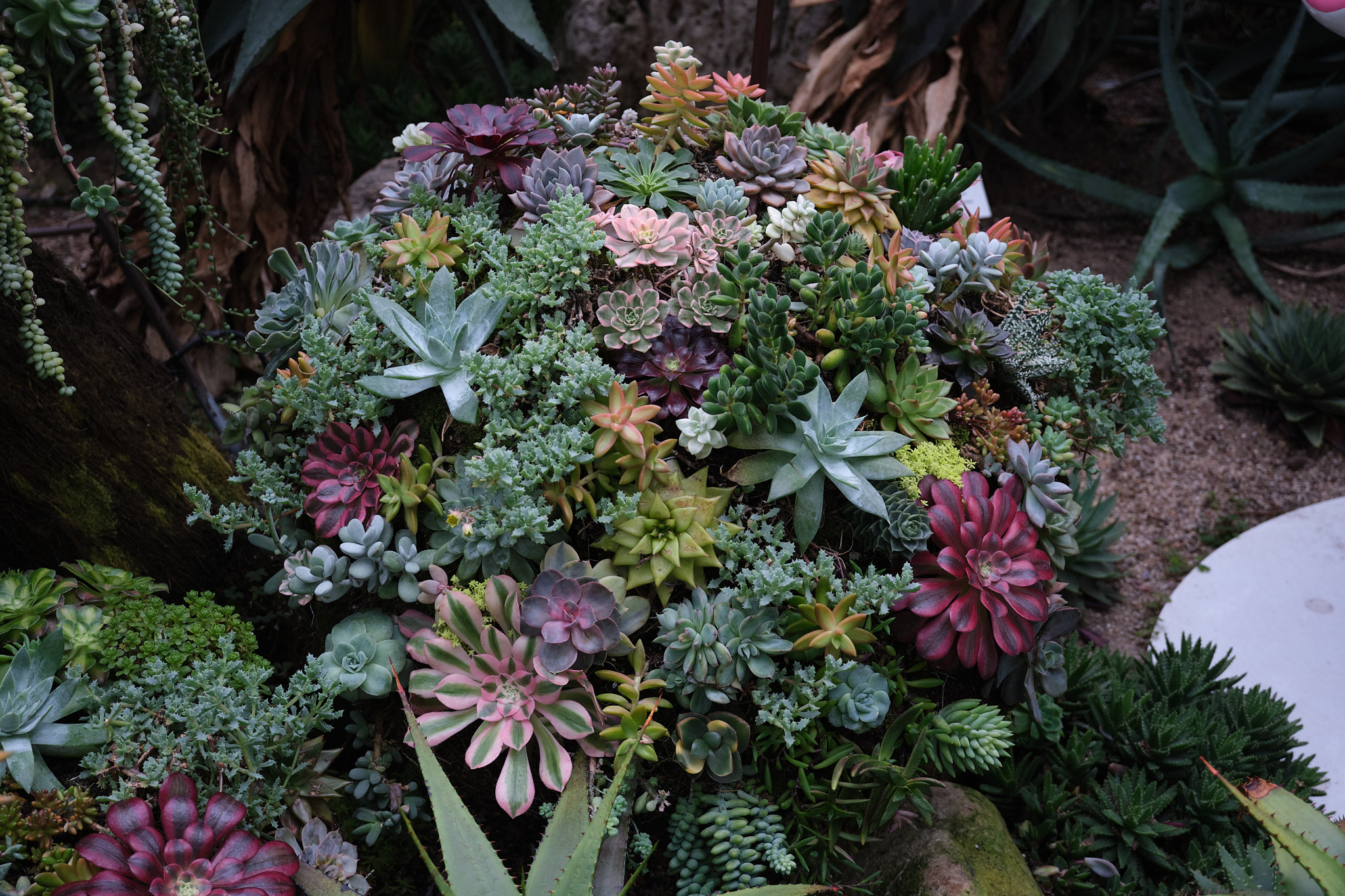 フラワー・ドームの多肉植物の展示
