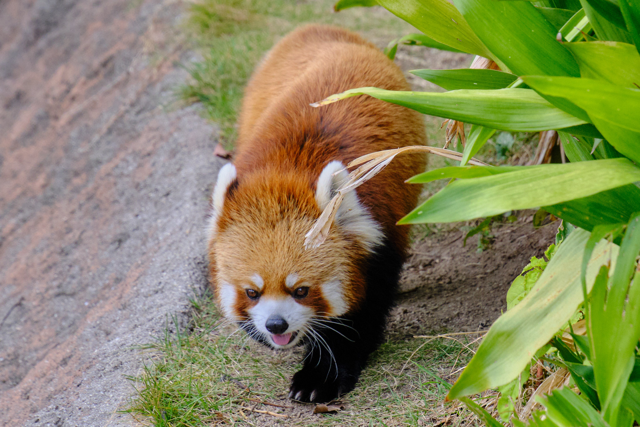 レッサーパンダ